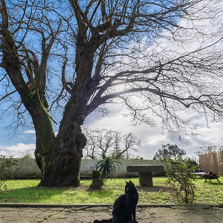 Castanheiro's Place * Понта-Делгада
